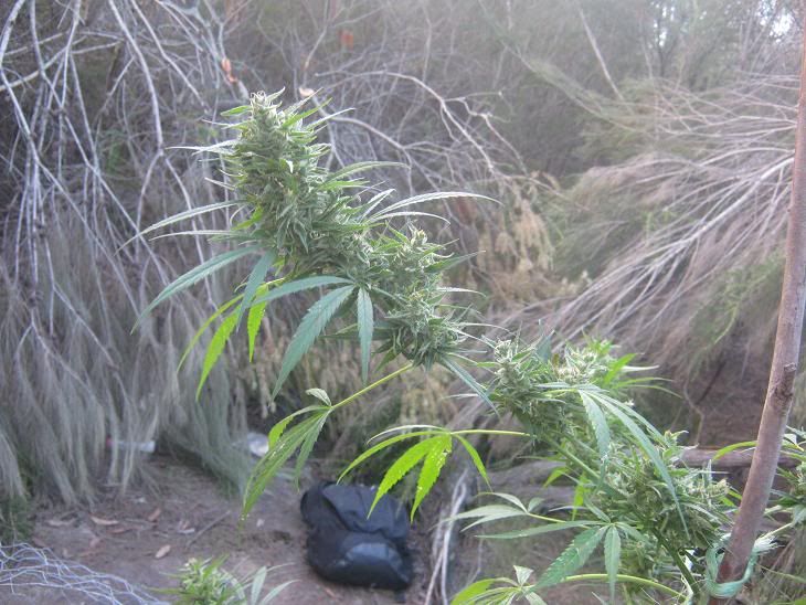 hazrharvestnbranchc.jpg
