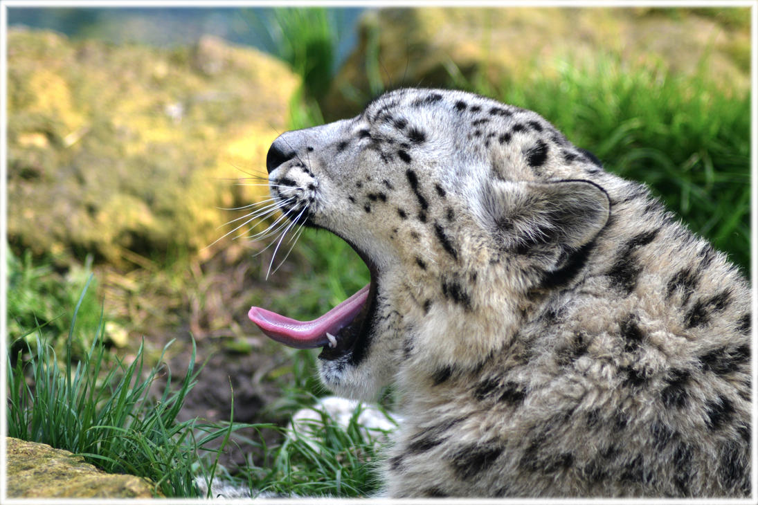 yawning_snow_leopard____by_xe3d-d4w8dwv.jpg