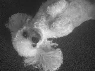 myfurrbabies006.jpg