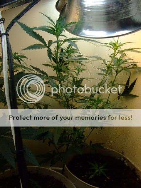 weed049.jpg