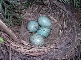 duckegg.jpg