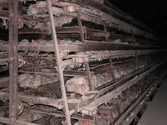 Animal_Abuse_Battery_Cage_02.jpg