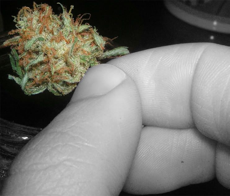 dank-8.jpg