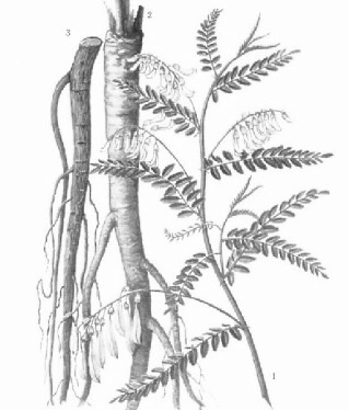astragalusmembranaceusgravure.jpg