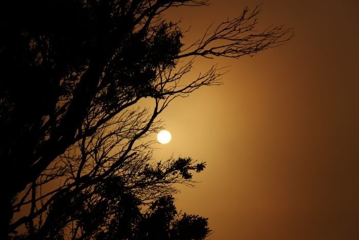 SunTree.jpg