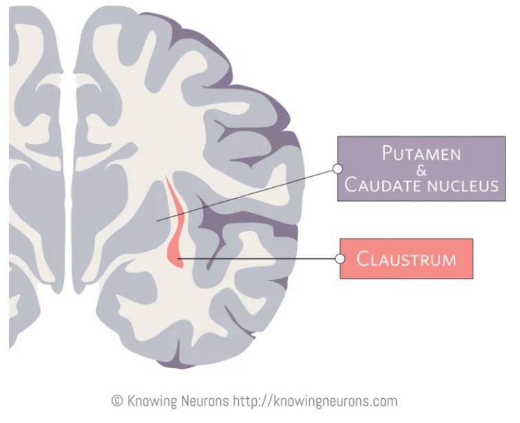 claustrum.jpg