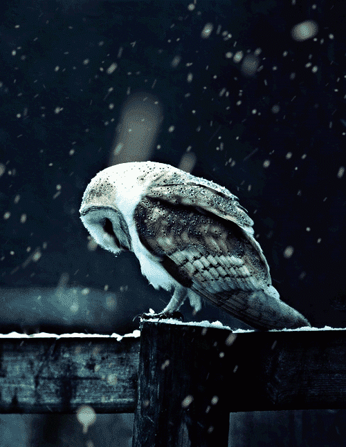 tumblr_mn08baLgDY1qj6juso1_500.gif
