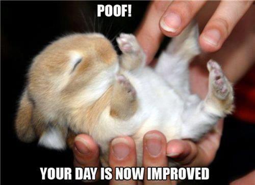 Poof+Happy.jpg