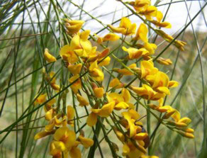viminariajuncea.jpg
