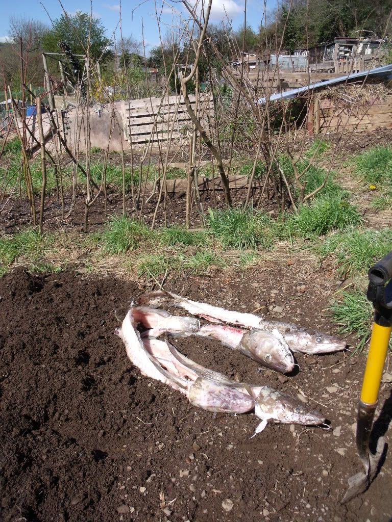 allotmentapril2012006.jpg