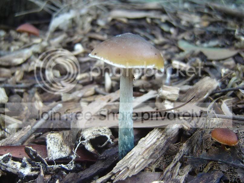 fungi18.jpg