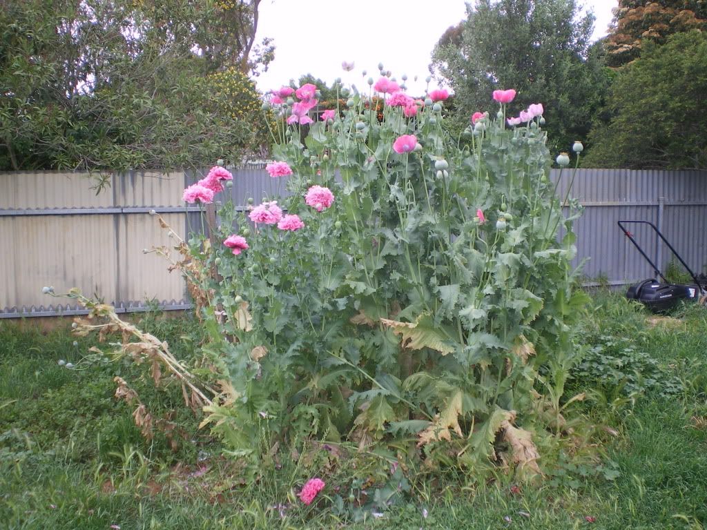 IMGP0061.jpg