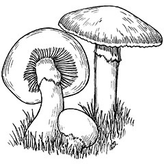 psychedelicfrontier.com