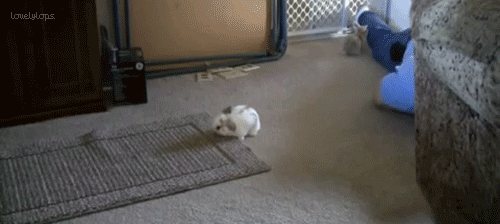 IYgoR.gif