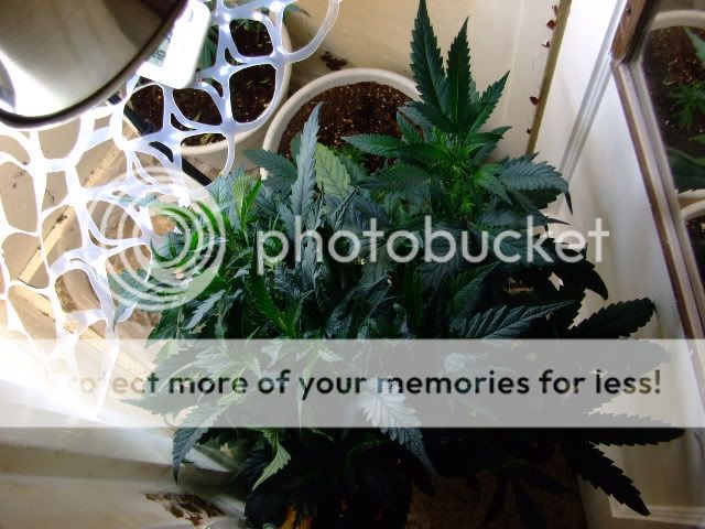 weed077.jpg