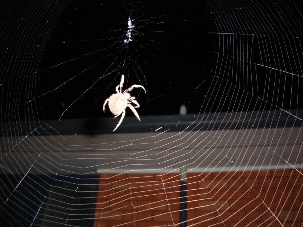 spidey1.jpg