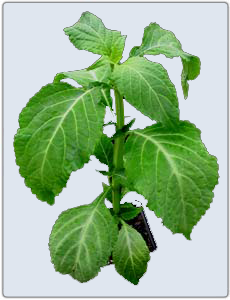 3056-salvia-divinorum_lavender.png