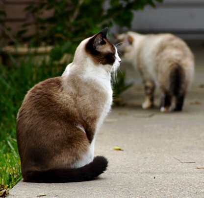 guard-cat.jpg