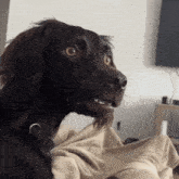 bobawooyo-dog-confused.gif