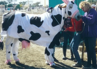 cow.jpg