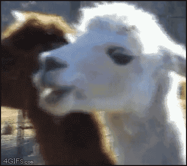 llama-look1.gif