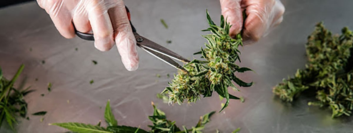 cannabis_cancer_treatment.jpg
