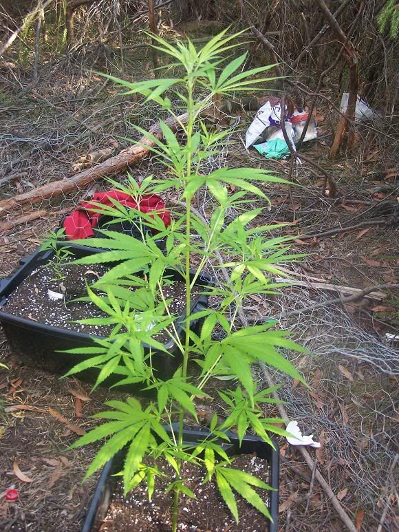 hazexskunk-1.jpg