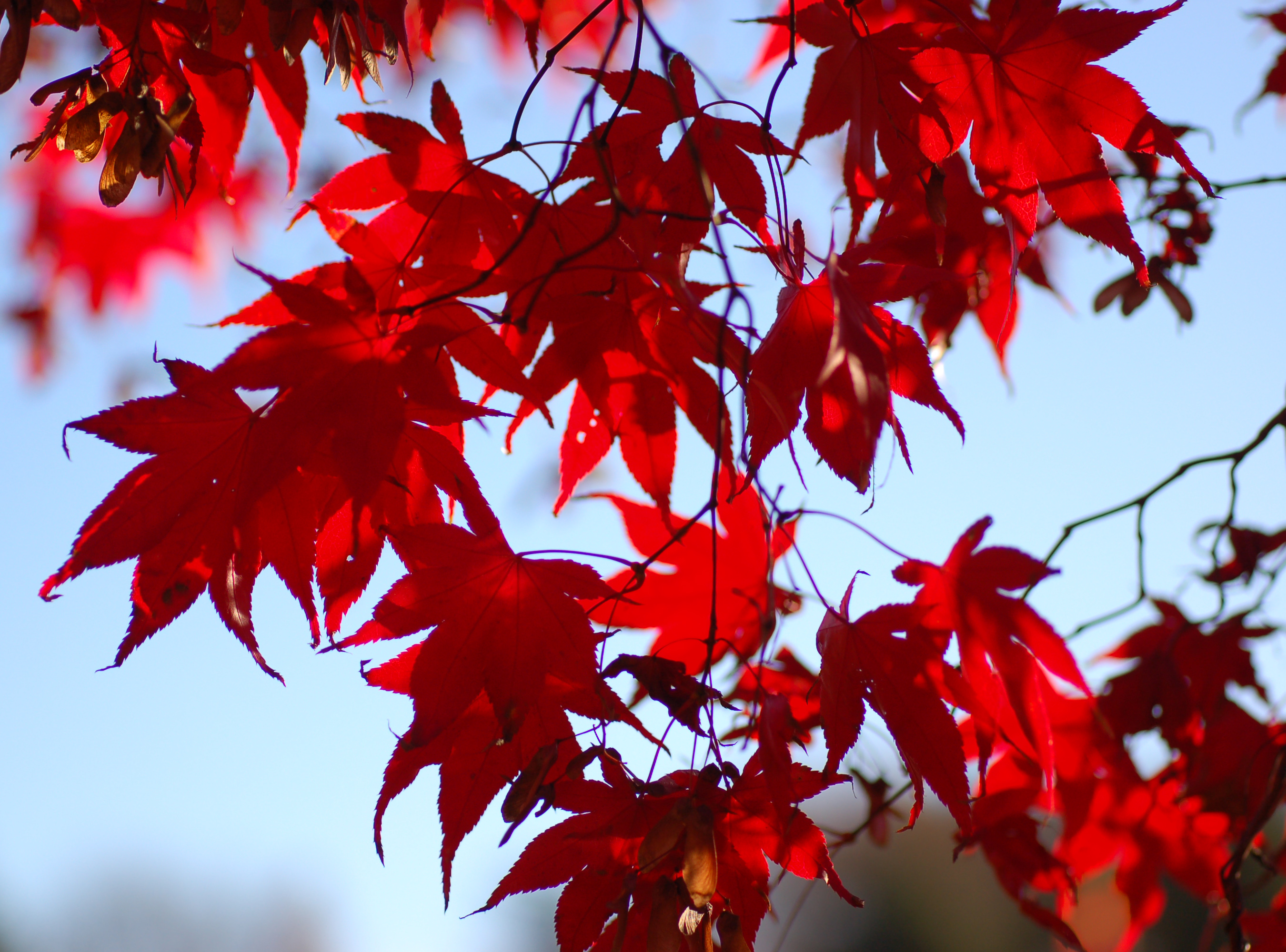 Japanese_Maple_Acer_palmatum_Backlit_2700px.jpg