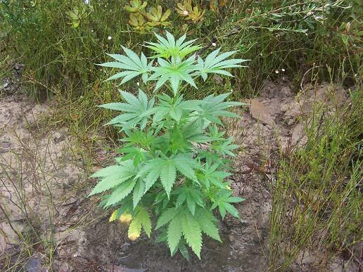 superskunk2side20skewed.jpg