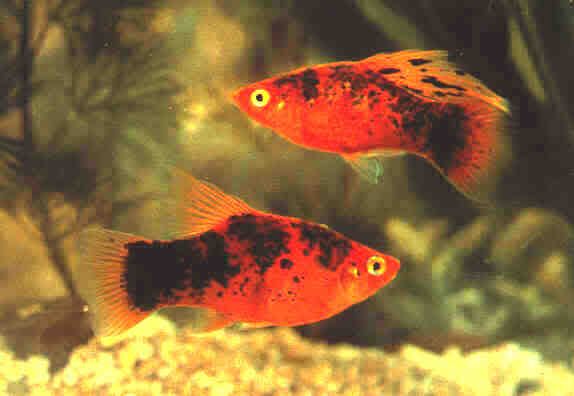 platy.jpg