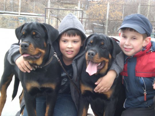 rottweilers-and-children.jpg