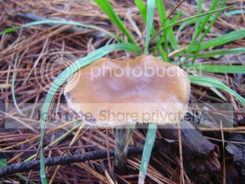fungi12.jpg
