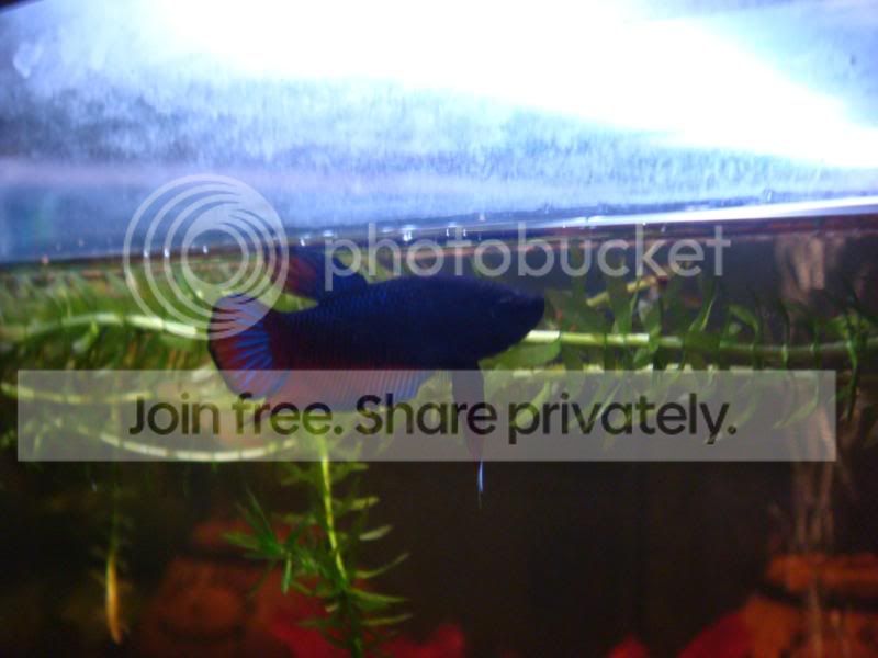 fish027.jpg