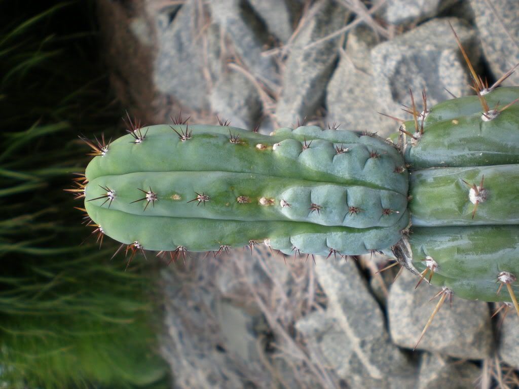 cactus047.jpg