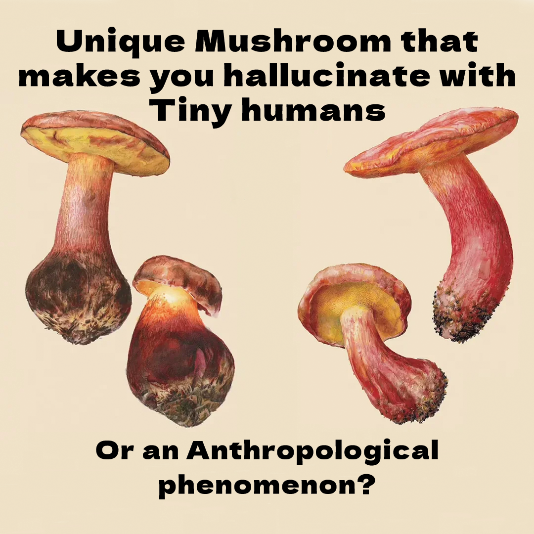 psychedelicsasl.com