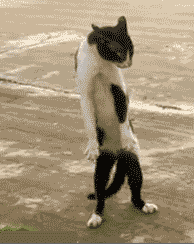 wWecN4P.gif