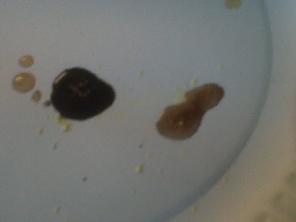IMG00481-20100910-1508.jpg