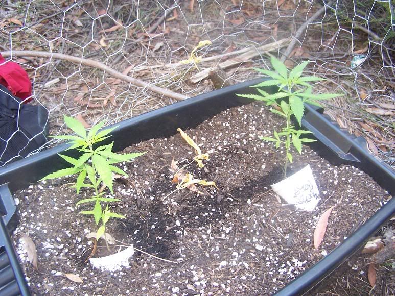 hawaiinsnow-lemonskunk.jpg