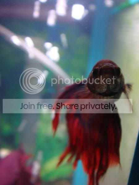 fish049.jpg