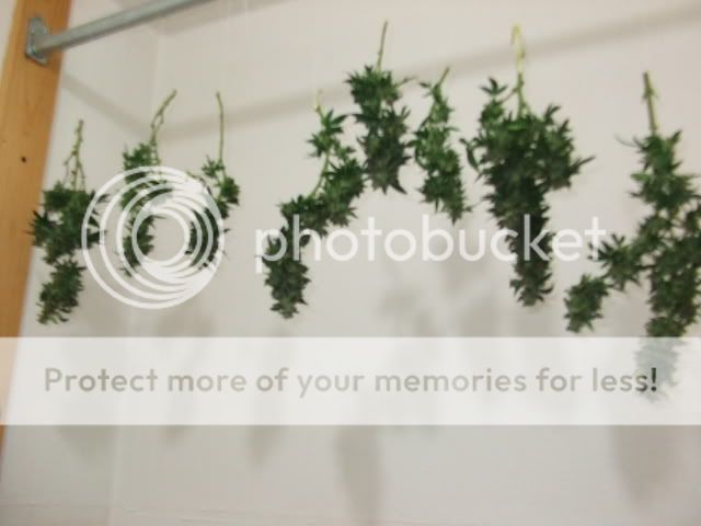 weed0062.jpg