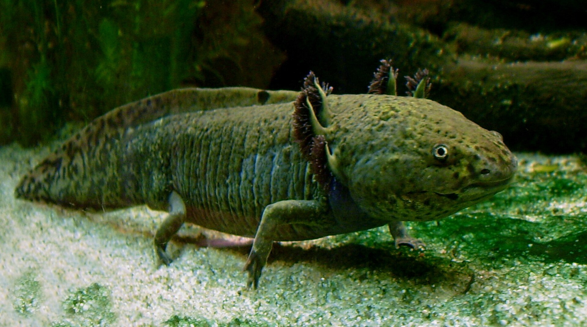 1920px-Axolotl_ganz.jpg