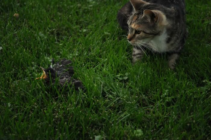 DSC_0549.jpg
