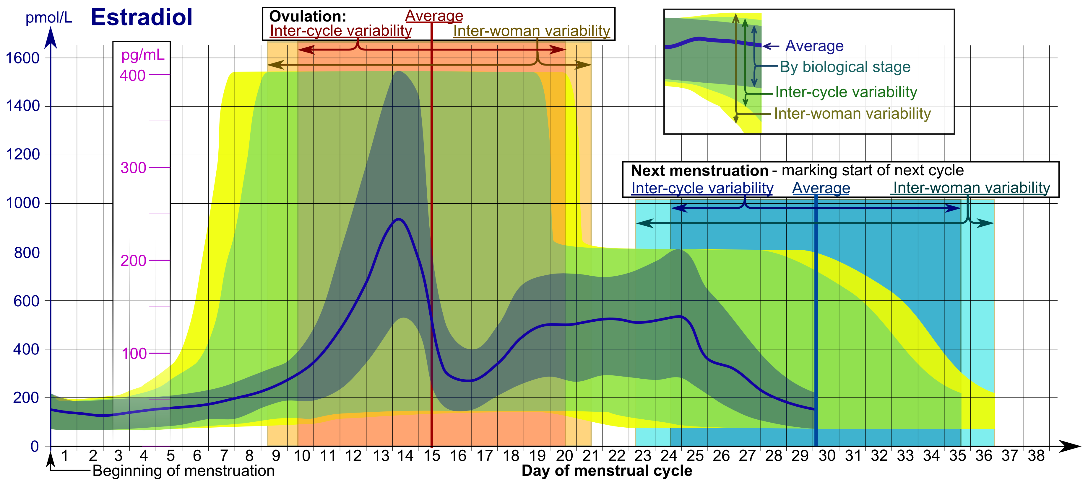 Estradiol_during_menstrual_cycle.png