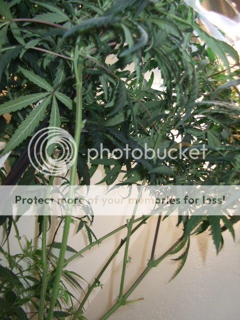 weed079.jpg