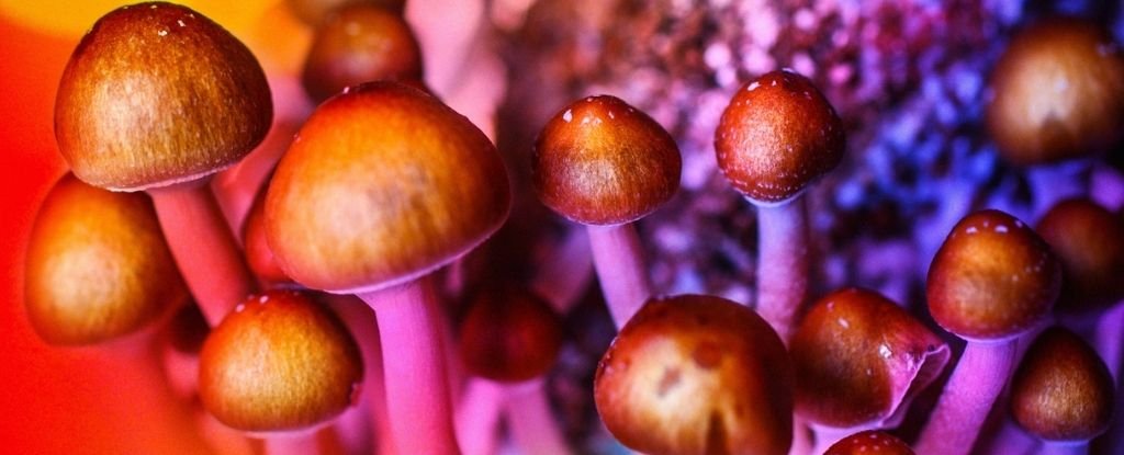 www.sciencealert.com