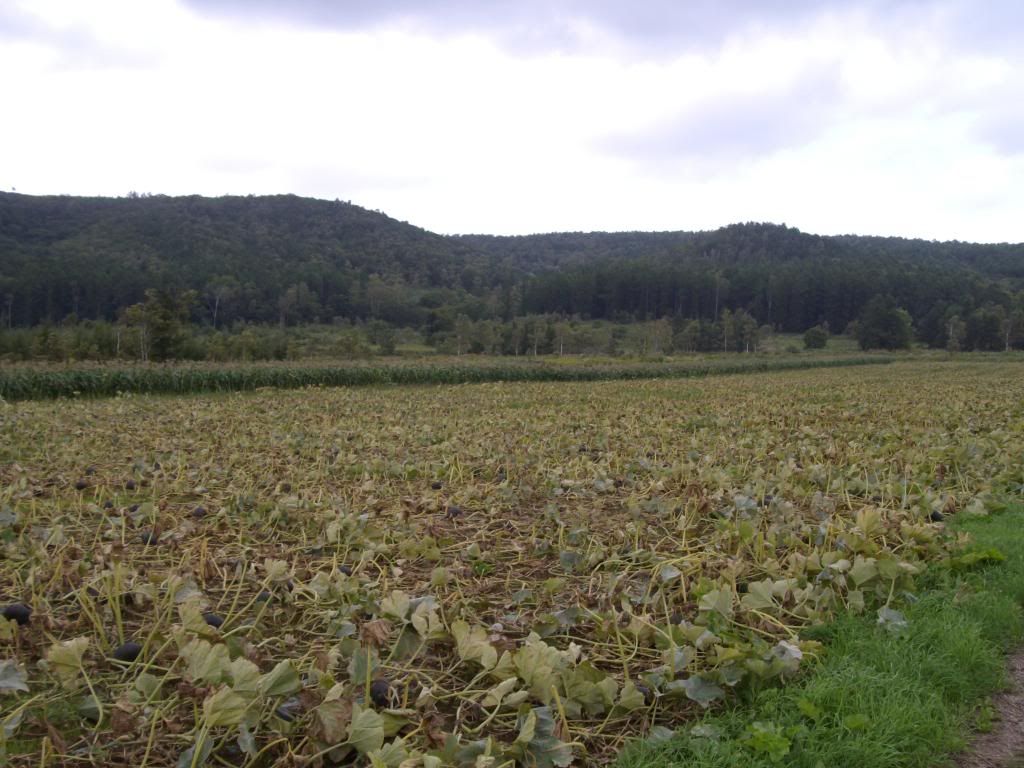 farmingpictures015.jpg