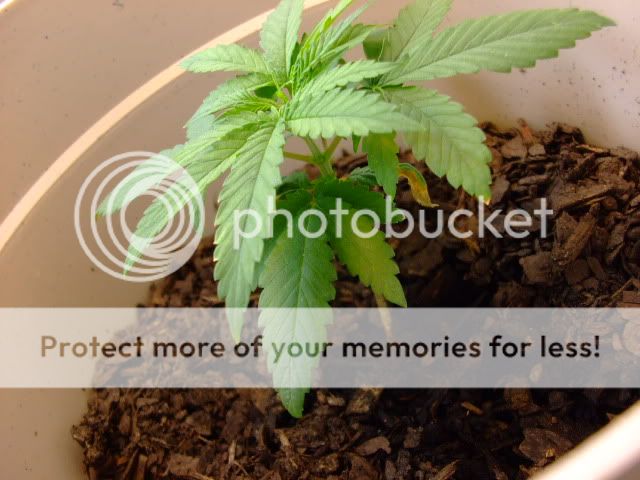 weed018.jpg