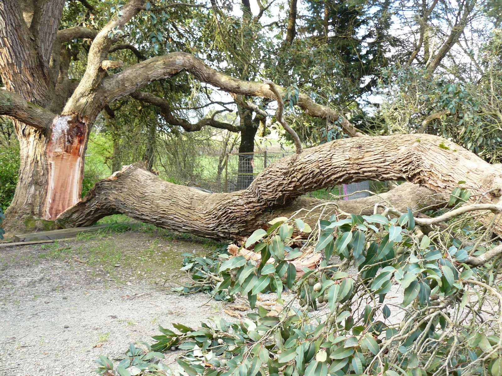 fallen+branch.jpg