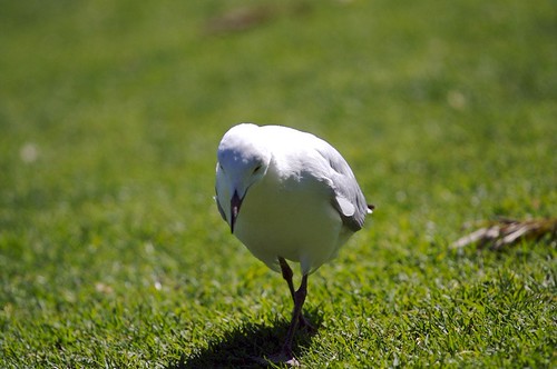 261214755_5ef0b34f8e.jpg