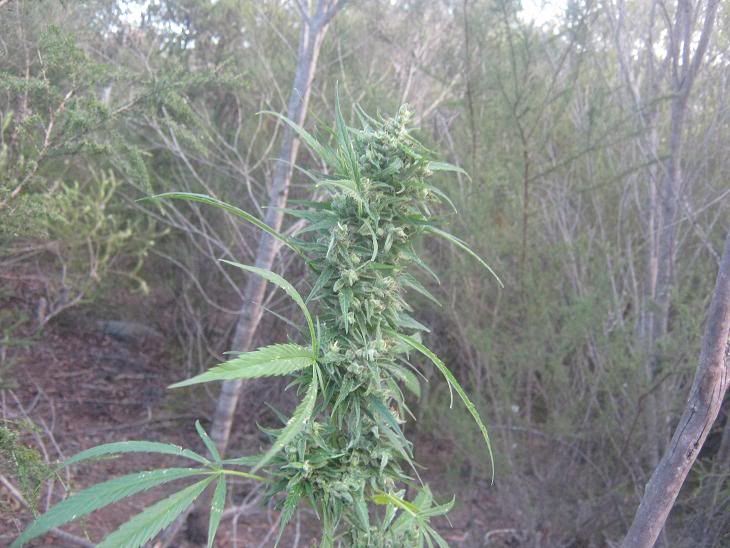 hazeharvewstbud.jpg